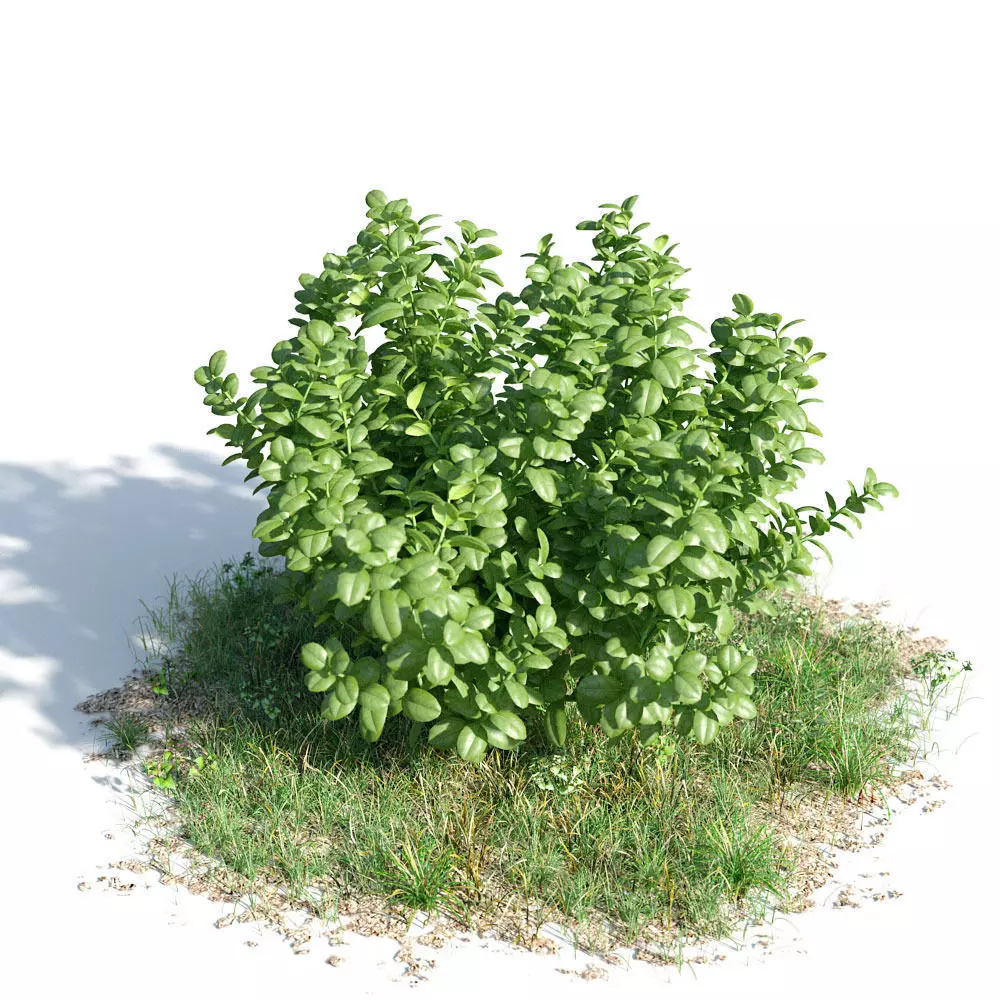 Ficus microcarpa 23 am154 3D model