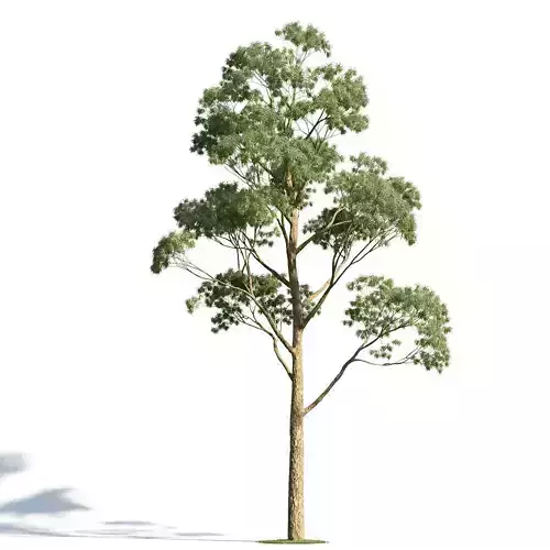 Eucaliptus gunni 22 am154