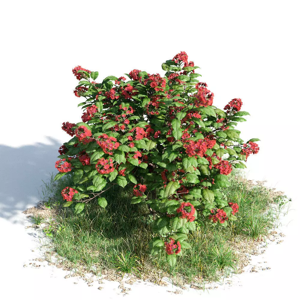 Dombeya seminole 21 am154 3D model