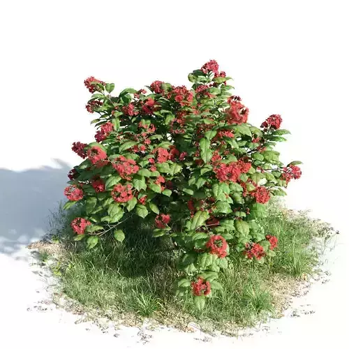 Dombeya seminole 21 am154