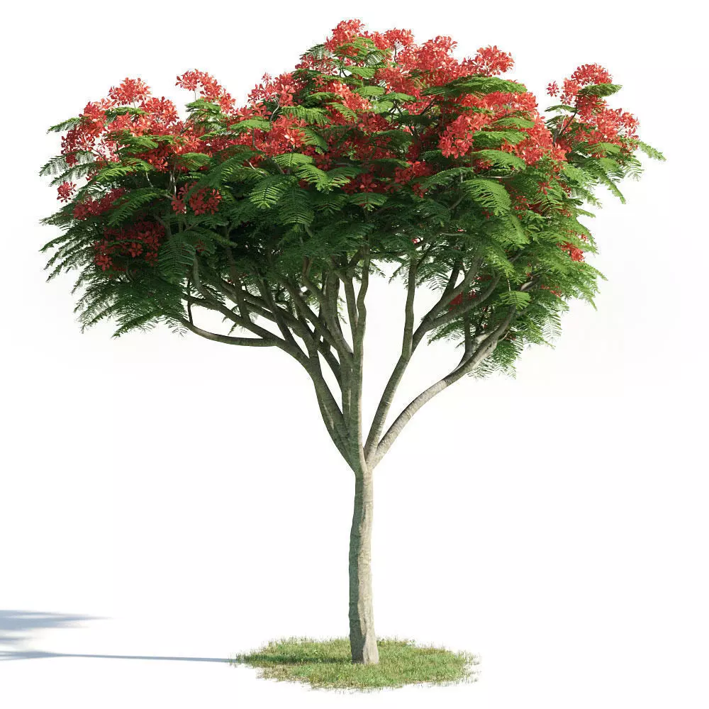 Delonix regia 20 am154 3D model