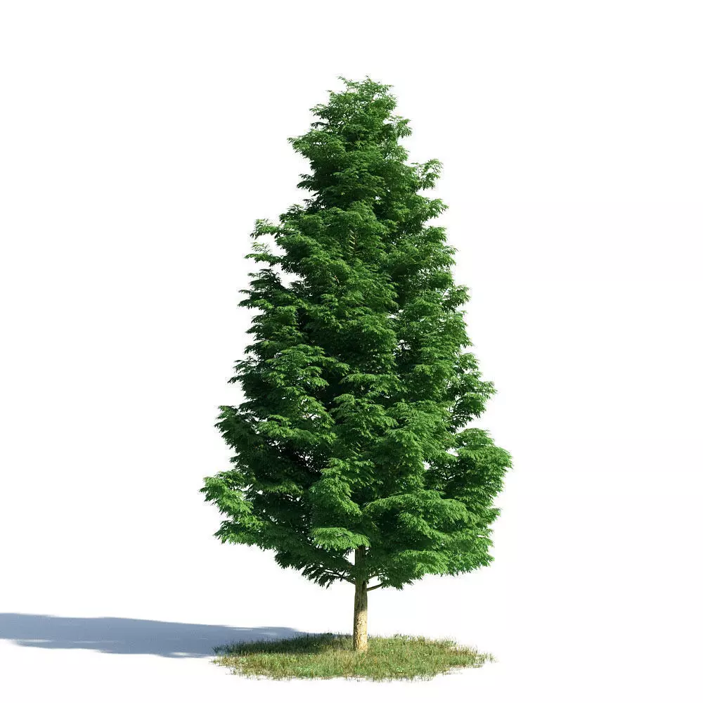 Cupressoncyparis leylandii 19 am154 3D model