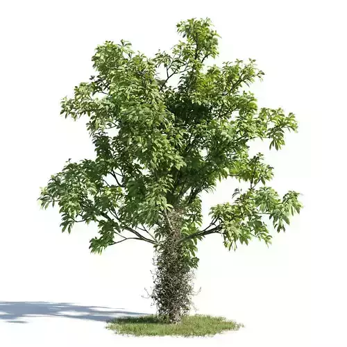 Couropita guanensis 18 am154 3D model