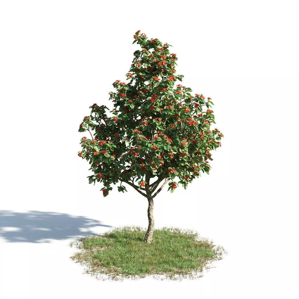 Cordia sebestena 17 am154 3D model_0