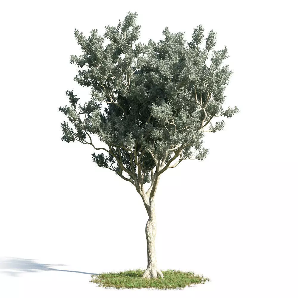 Conocarpus erectus 16 am154 3D model_0