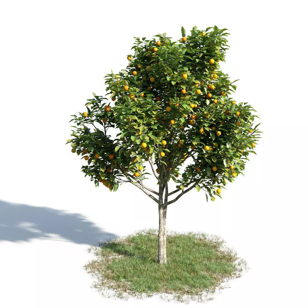 Citrus sinensys 14 am154 3D model_0