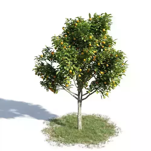 Citrus sinensys 14 am154 3D model