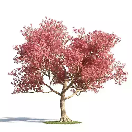Chorisia speciosa 13 am154 3D model