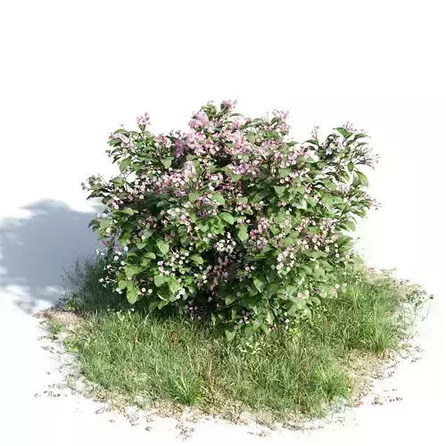 Catharantus rosea 12 am154