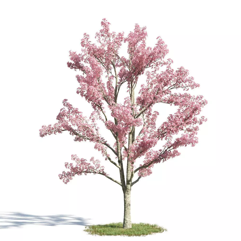 Cassia bakeriana 11 am154 3D model_0