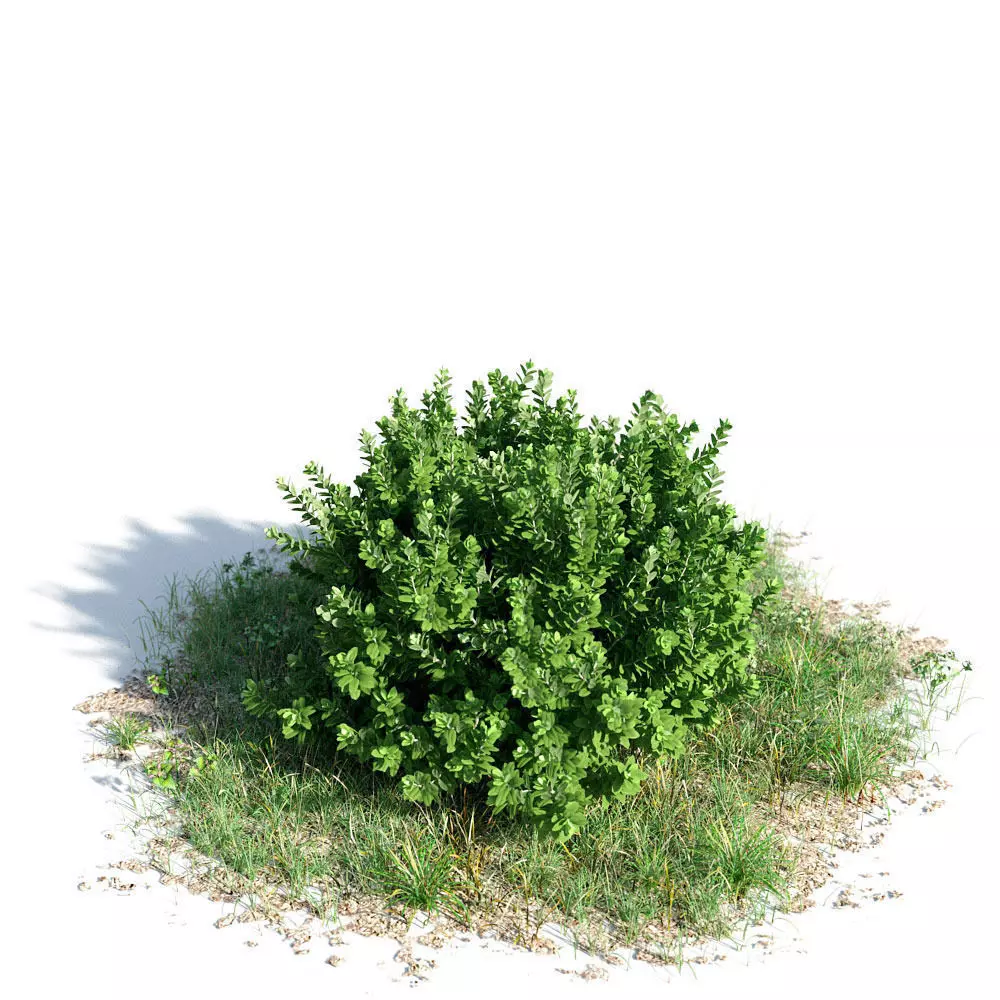 Buxus sempervirens 10 am154 3D model_0