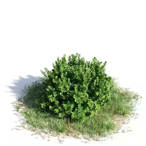 Buxus sempervirens 10 am154