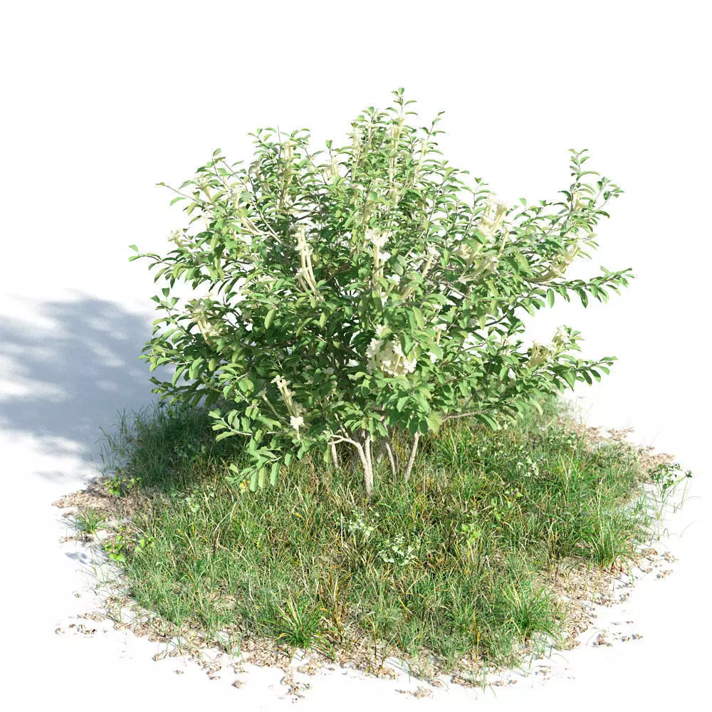 Brunfelsia americana 08 am154 3D model