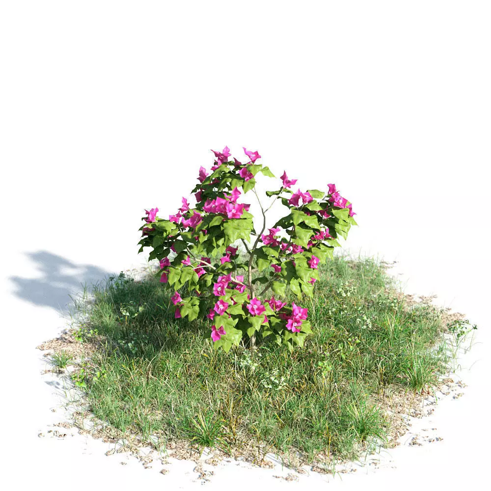 Bougnevilla 06 am154 3D model