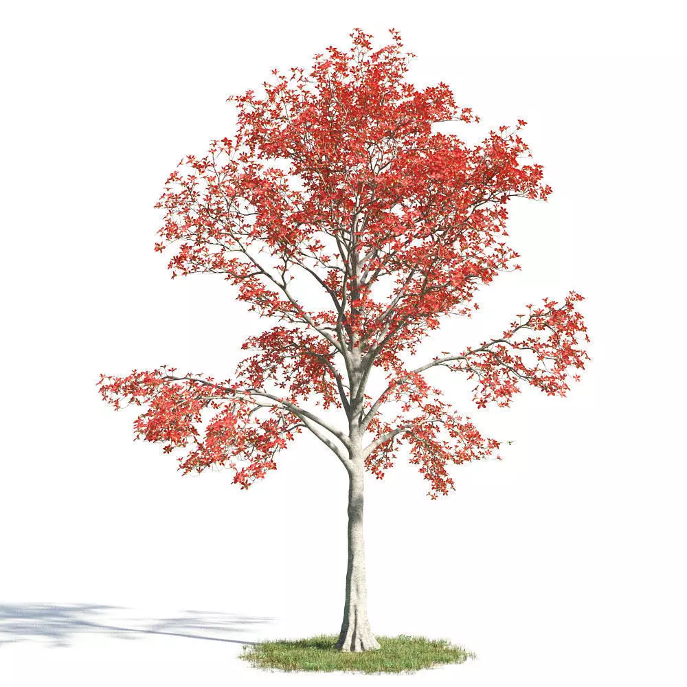 Bombax cebia 05 am154 3D model_0