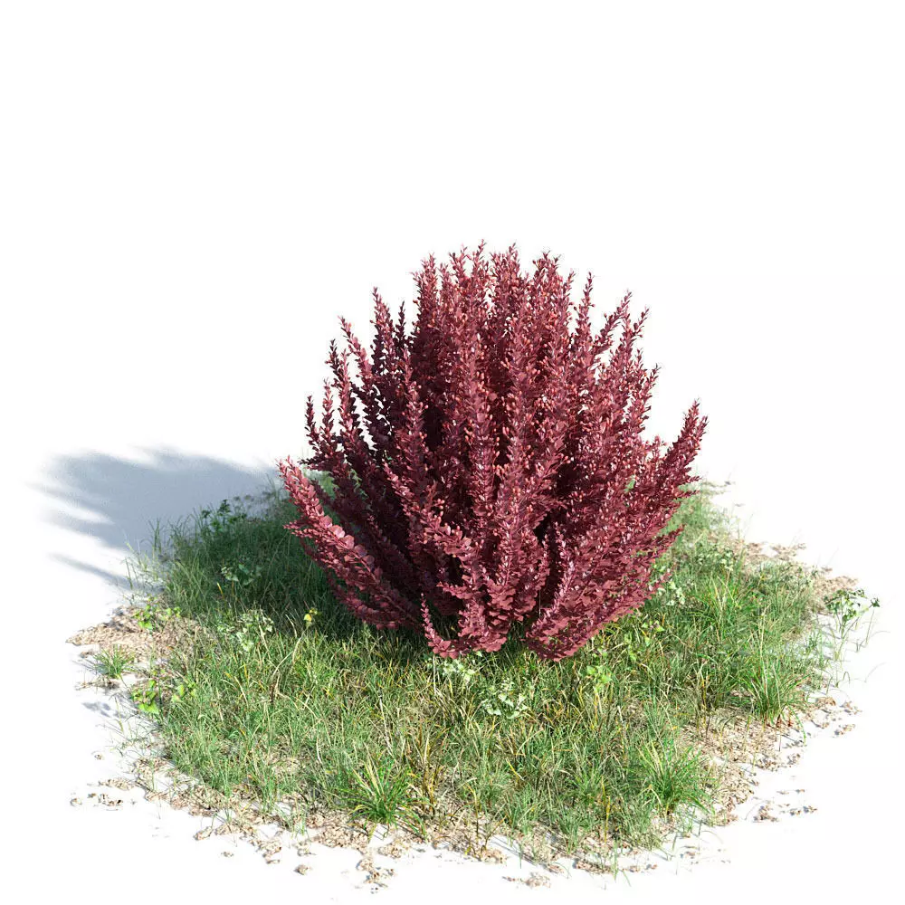 Berberis thunbergi 04 am154 3D model_0