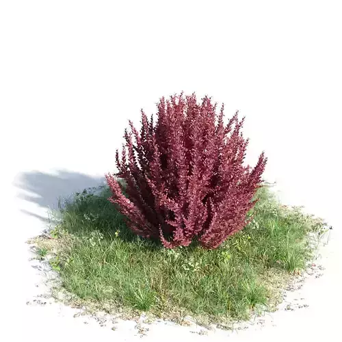 Berberis thunbergi 04 am154 3D model