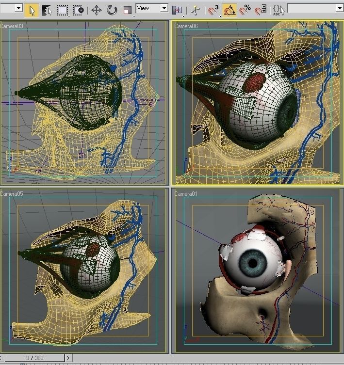 Anatomy eye with skull cut-section 3D model_12