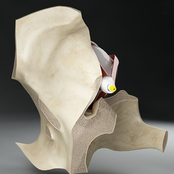 Anatomy eye with skull cut-section 3D model_3