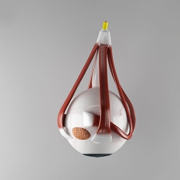 Anatomy eye with skull cut-section 3D model_9