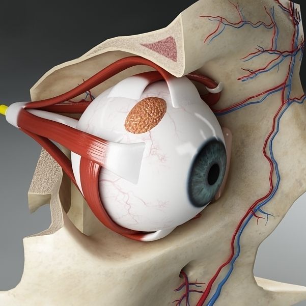 Anatomy eye with skull cut-section 3D model_7