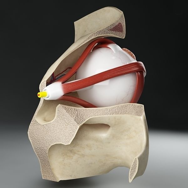 Anatomy eye with skull cut-section 3D model_2