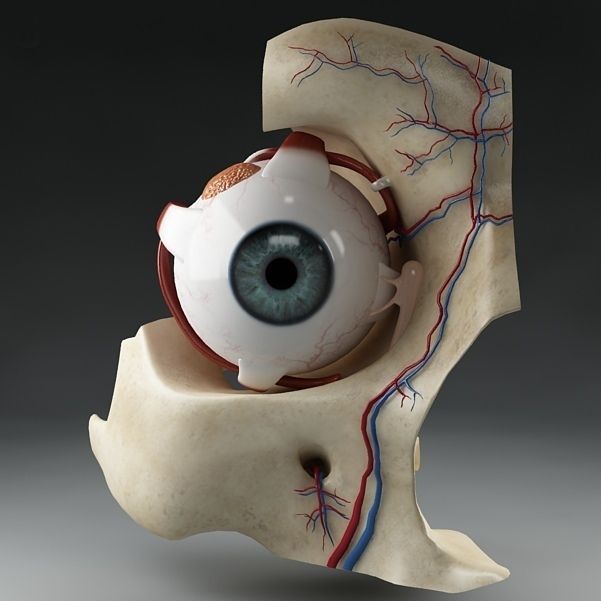 Anatomy eye with skull cut-section 3D model_1
