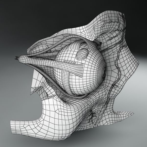 Anatomy eye with skull cut-section 3D model_11