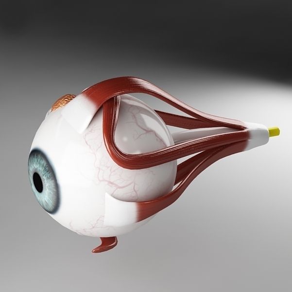 Anatomy eye with skull cut-section 3D model_8