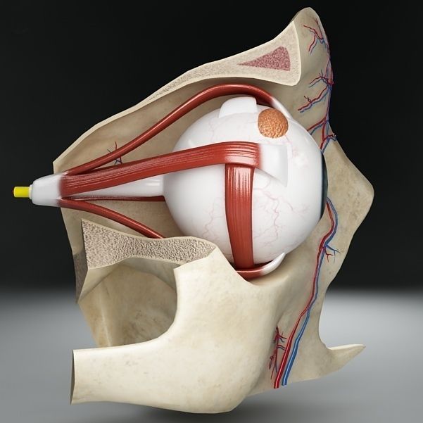 Anatomy eye with skull cut-section 3D model_4