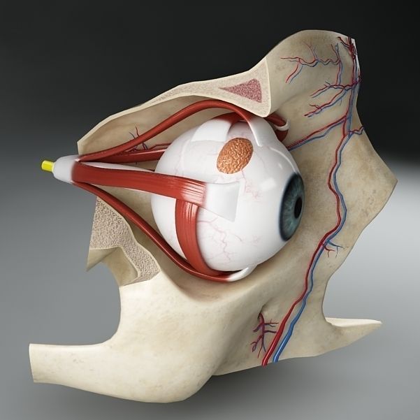 Anatomy eye with skull cut-section 3D model_6