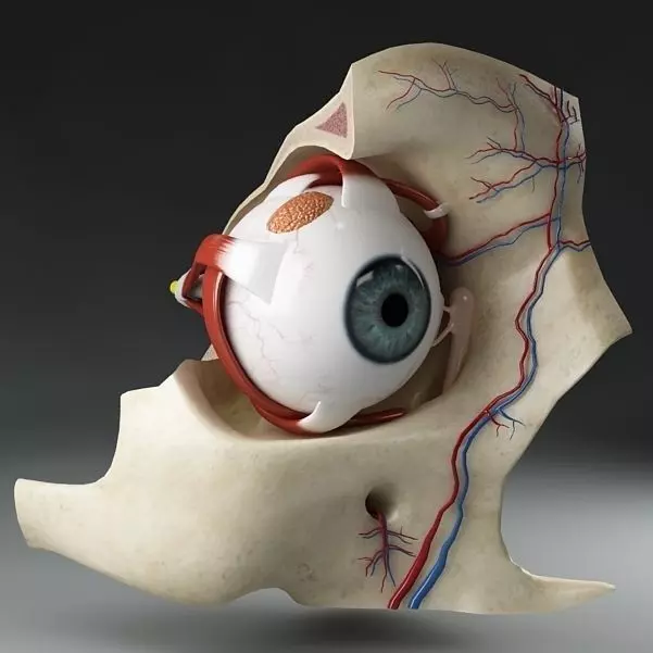 Anatomy eye with skull cut-section 3D model_0