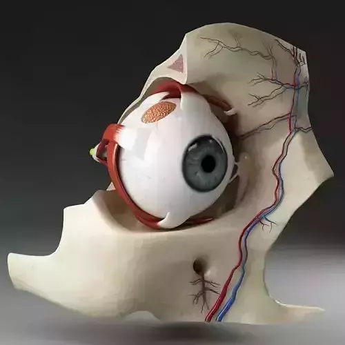 Anatomy eye with skull cut-section