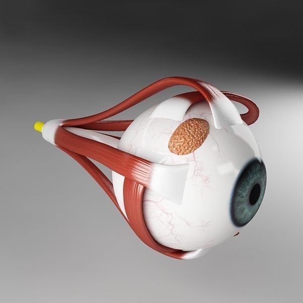 Anatomy eye with skull cut-section 3D model_10