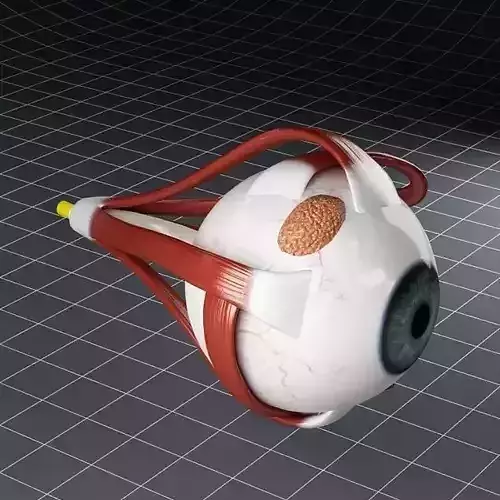 Anatomy eye 3D model