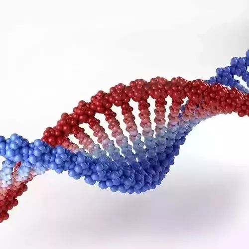 Anatomy DNA 3D model