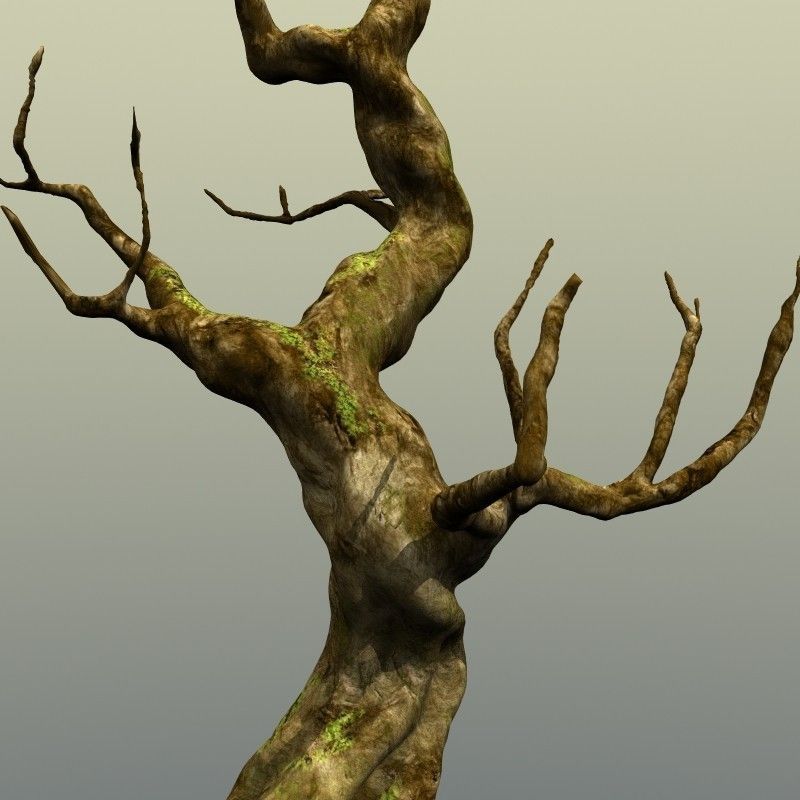 Crooked Mossy Tree 3D model_4