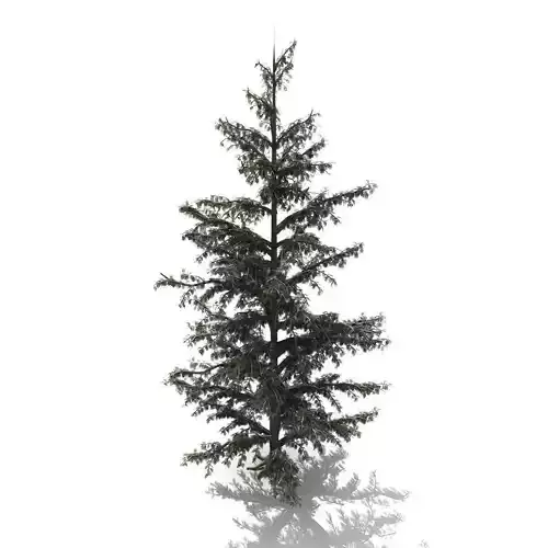 Realistic Conifer Tree 3D model