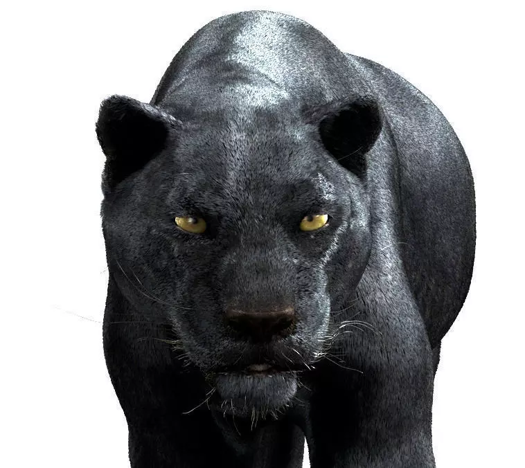 Panther-maya panther 3D model