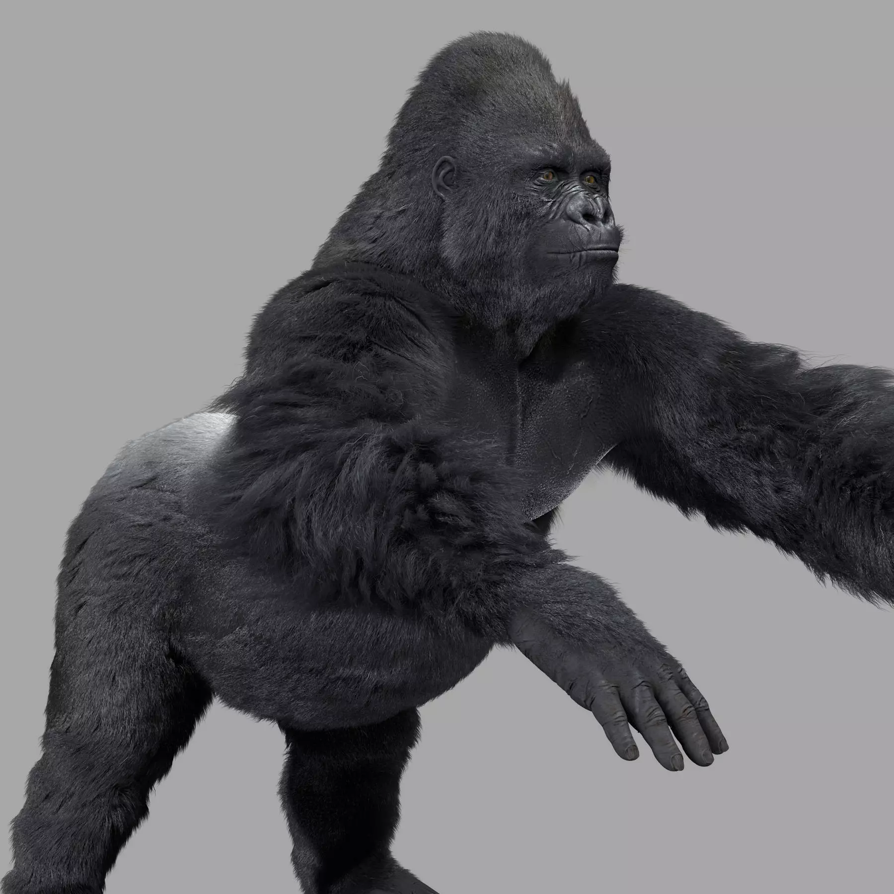 Gorilla-maya gorilla 3D model_0