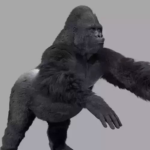 Gorilla-maya gorilla 3D model