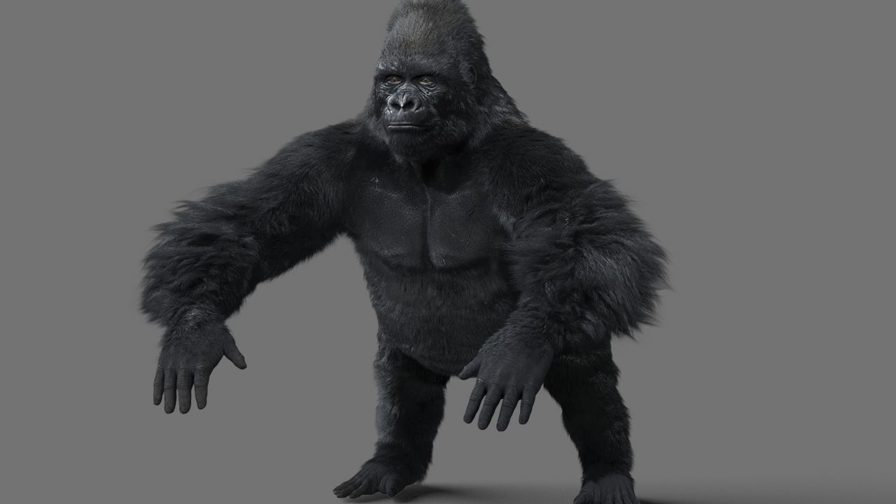 Gorilla-maya gorilla 3D model_2