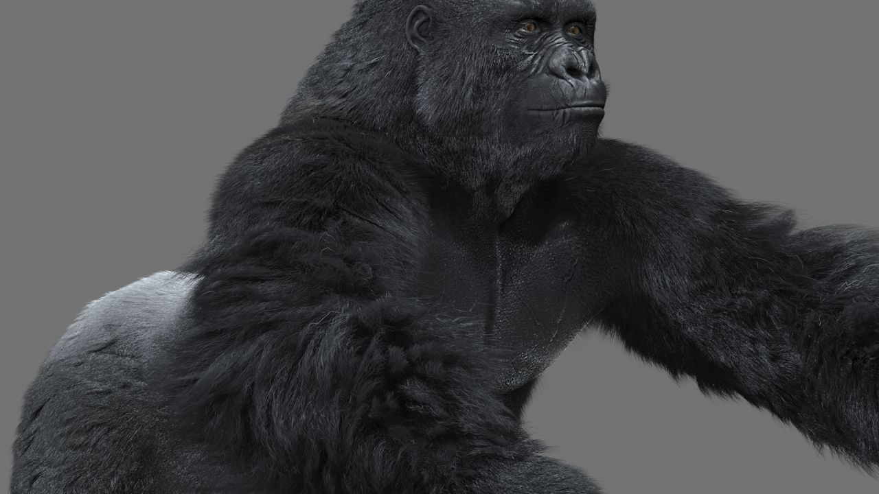 Gorilla-maya gorilla 3D model_4