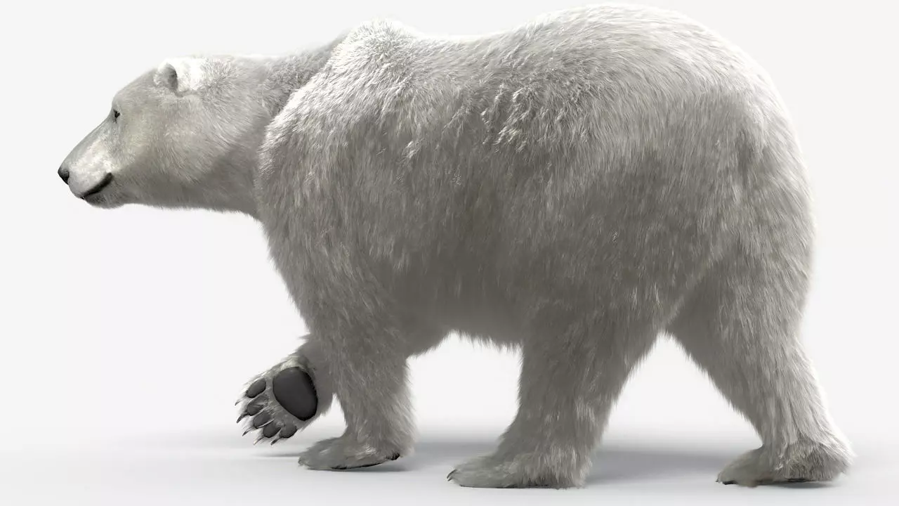 Bear-polar-maya polar bear 3D model_0