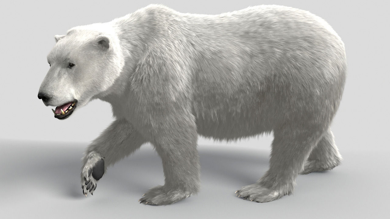 Bear-polar-maya polar bear 3D model_3