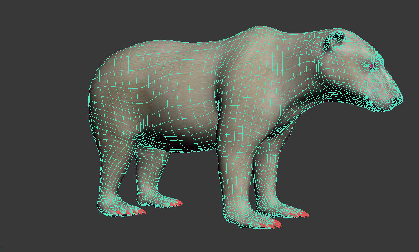 Bear-polar-maya polar bear 3D model_5