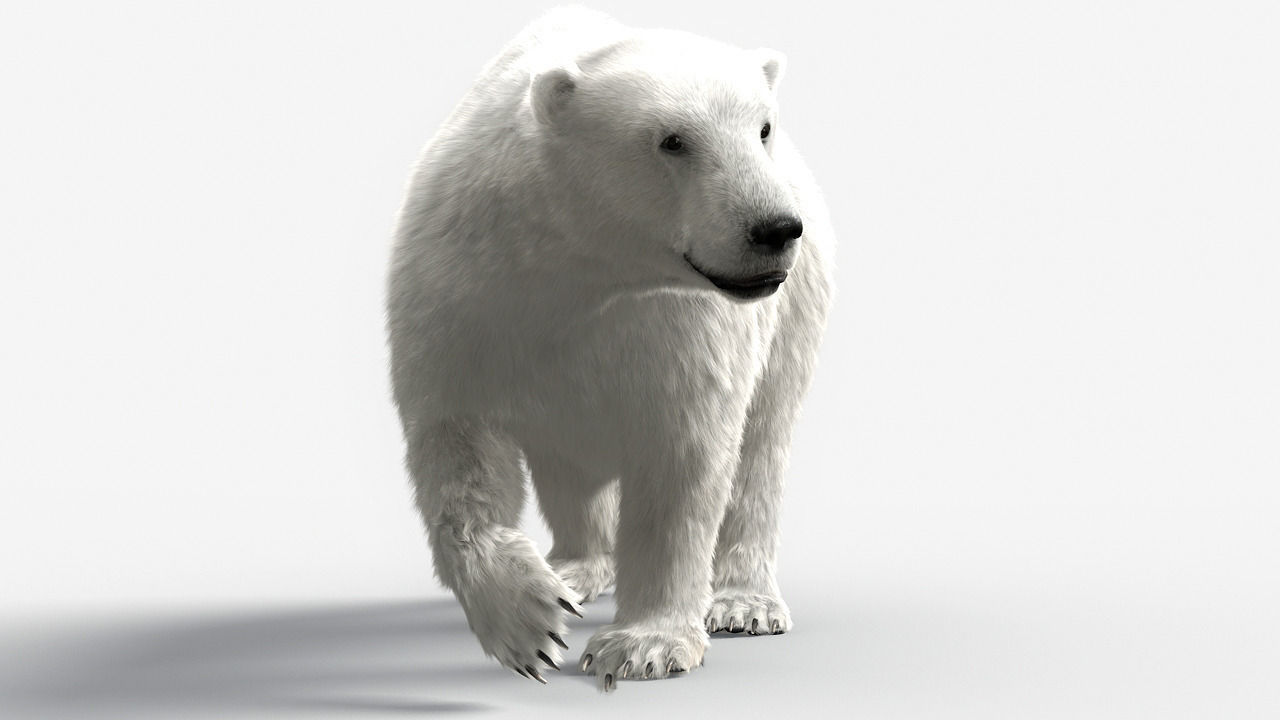 Bear-polar-maya polar bear 3D model_2