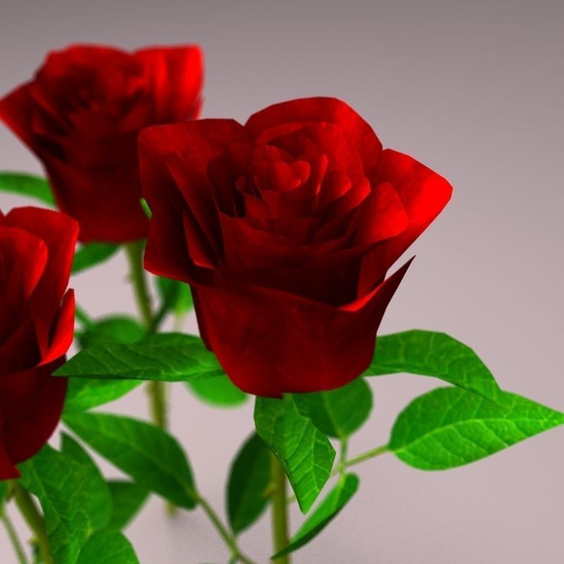 Realistic Rose 3D model_4