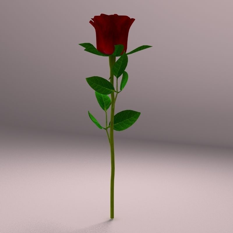 Realistic Rose 3D model_2