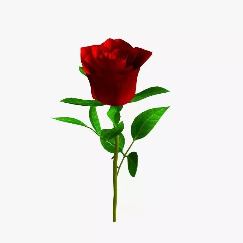 Realistic Rose 3D model_0